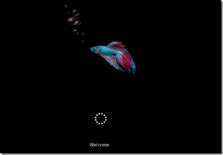 Windows 8 Betta Fish Boot Screen