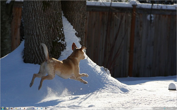 dogs in winter