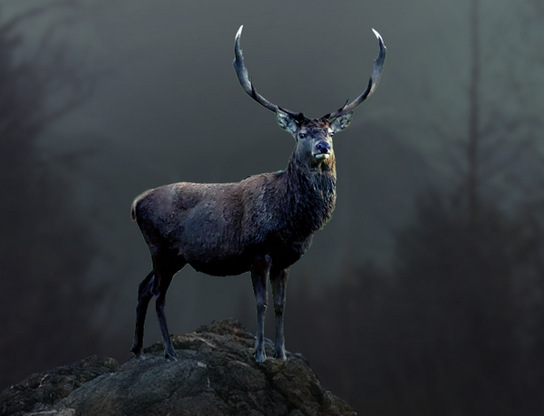 deer color balance result