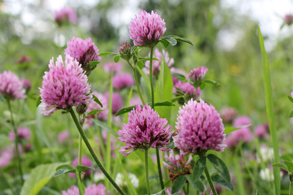 Photodune - Red Flower Clovers 