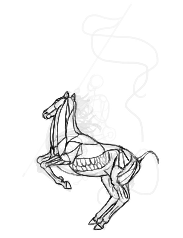 horse anatomy rider drawing 3