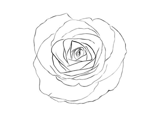 The Final Rose Sketch