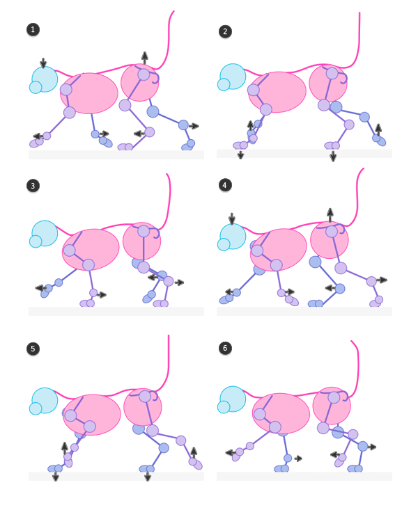 cat pacing gait pace walking animation cycle frames 3