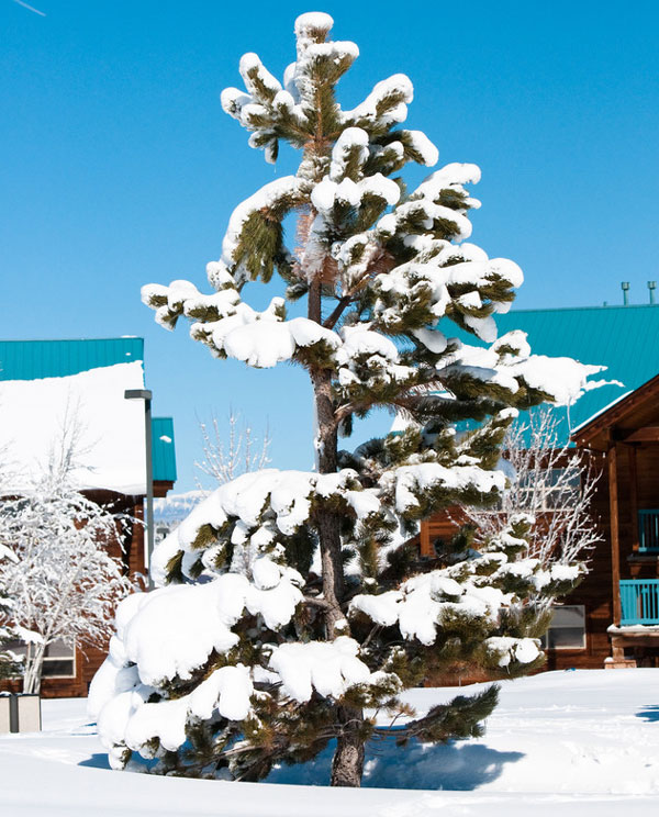 Snow covered pine tree Photodune