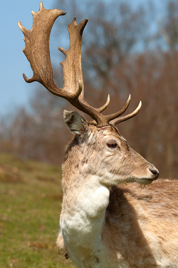 Stag Portrait Photodune