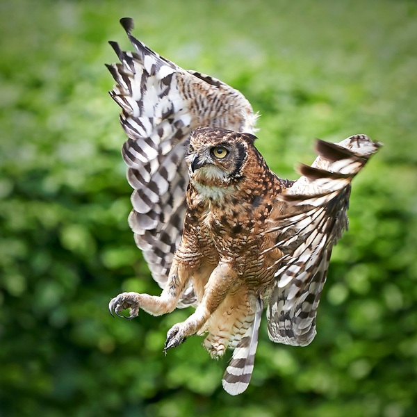 Spotted Eagle Owl Bubo Africanus Photodune