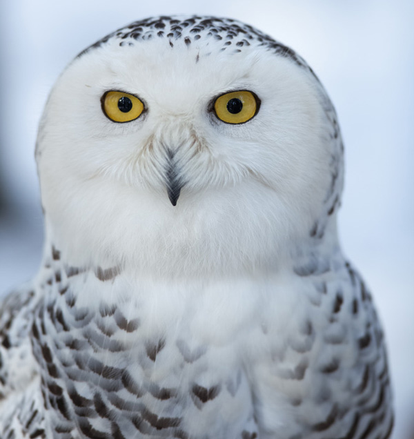 Snowy owl Bubo scandiacus