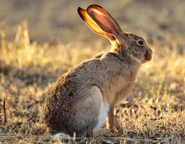 Scrub Hare - Photodune