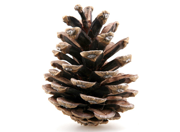 Pine cones Photodune