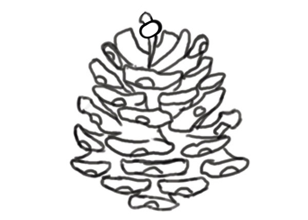 Pine cone line art