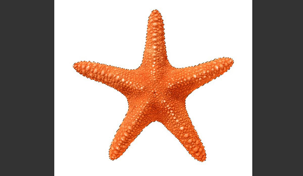 Select the Starfish