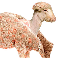 Photo Effects Week: Create a Lamb’s Coat in Photoshop