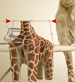 Undress a Giraffe in Photoshop