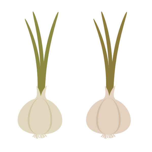 creating another color garlic