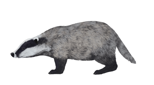 Colour Scheme for a Badger