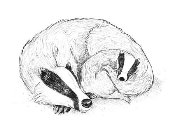 Reference sketch of the badger family