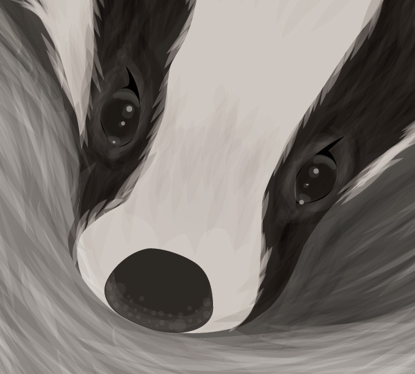 Baby Badger Close Up