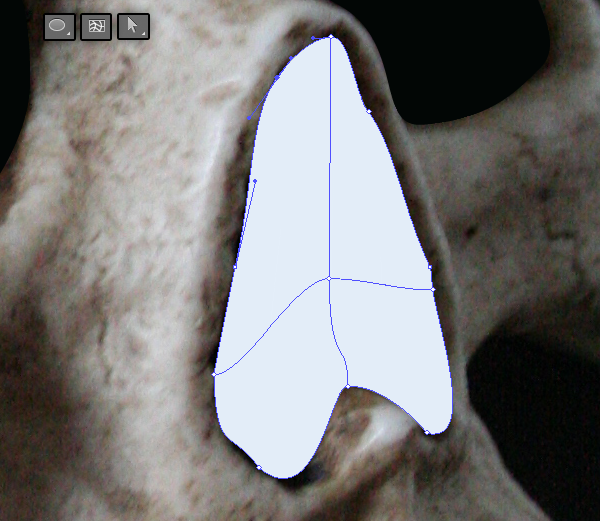 skull_3-6_nose