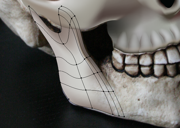 skull_8-3_lower_jaw