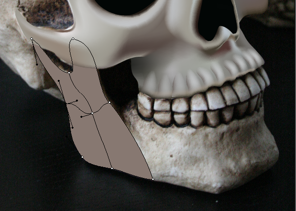 skull_8-2_lower_jaw