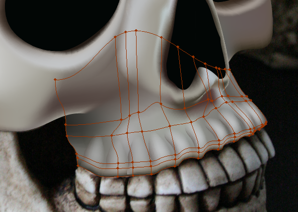 skull_7-7_upper_jaw