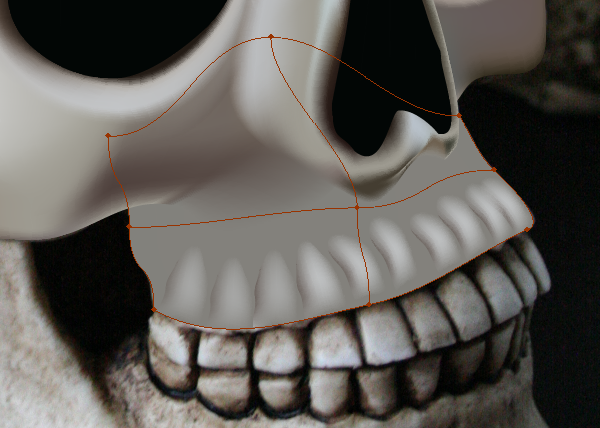 skull_7-6_upper_jaw