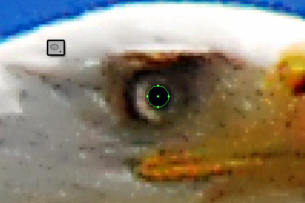 baldeagle2-1_eye1