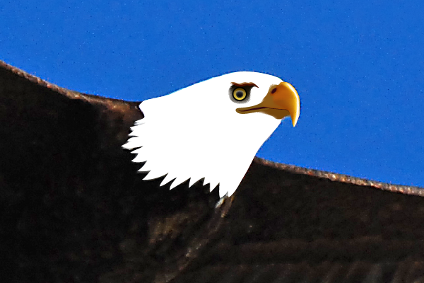 baldeagle5-1_head