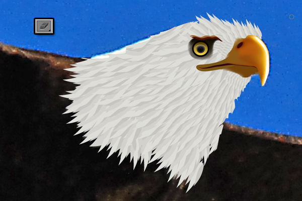 baldeagle5-7_headfeathers2