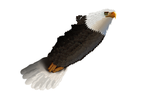 baldeagle11-8_tailshadingresult