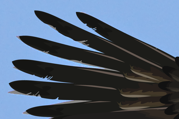 baldeagle16-3_wingredcutting