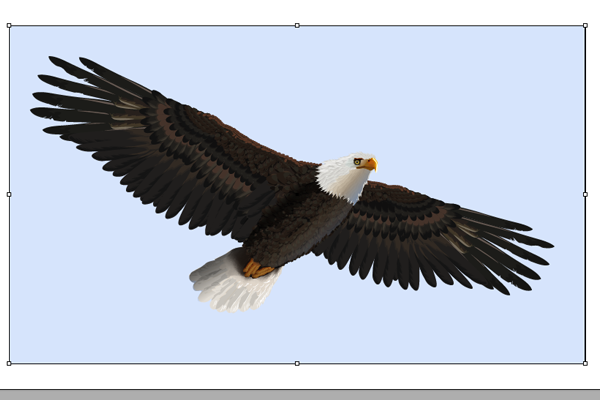 baldeagle18-1_bg