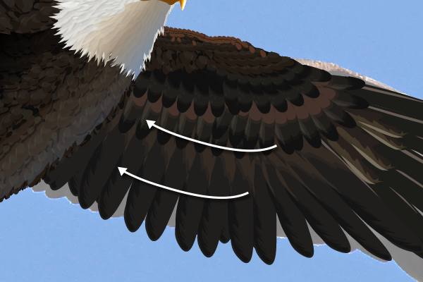 baldeagle17-3_wingrotate