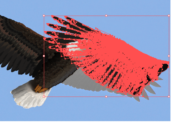 baldeagle17-1_wingduplicate