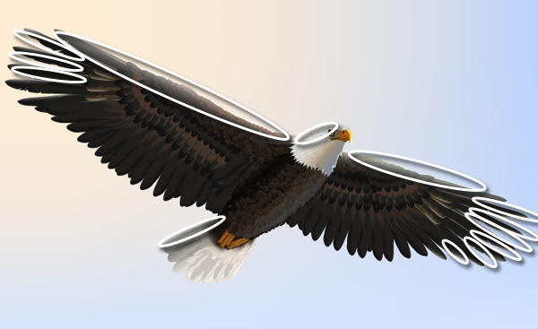 baldeagle19-3_winglight3