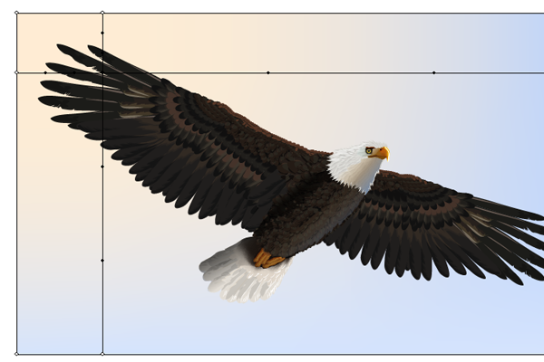 baldeagle18-2_bgmesh